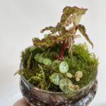 Make Own Terrarium Kit Large