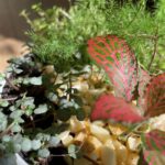 Handmade Mini Fern Garden COLLECTION ONLY
