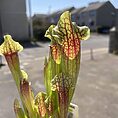 IMG_4332