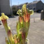 Carnivorous Sarracenia Tess - Pitcher Plant 8cm