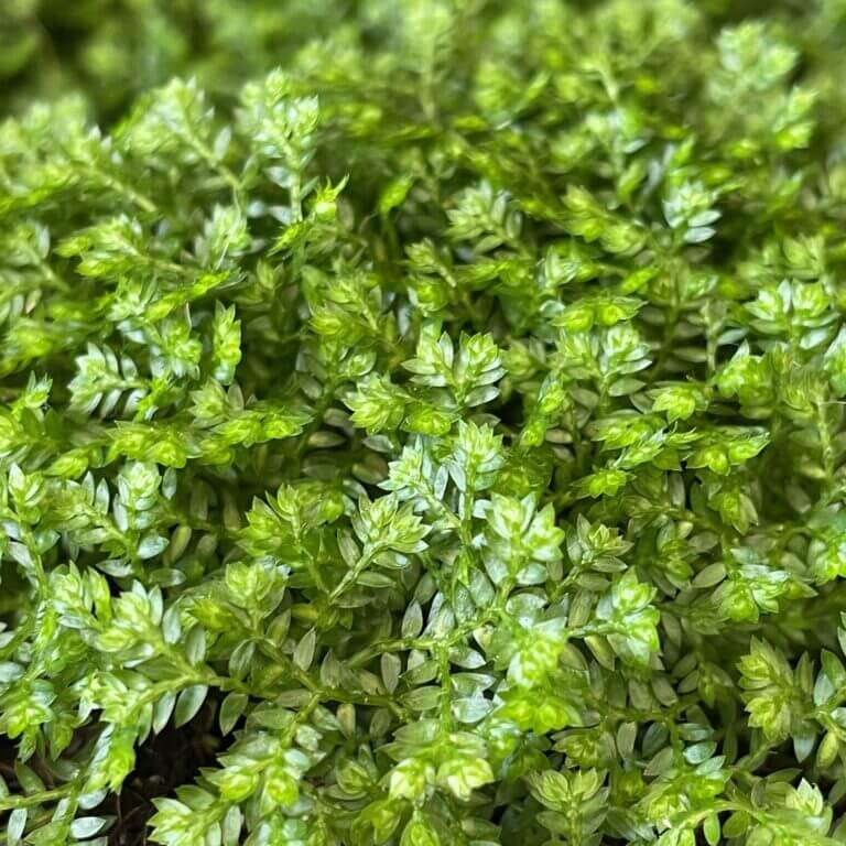Selaginella Care Guide