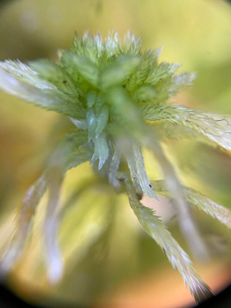 Close-up of green plant showcasing intricate textures and vibrant shades against a blurred background.