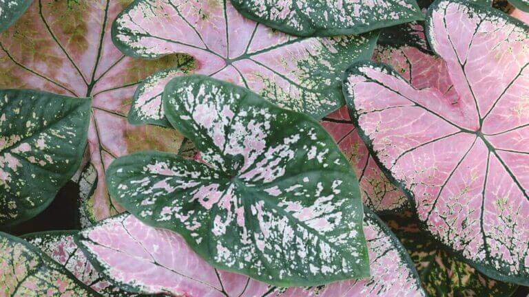 Caladium Care Guide