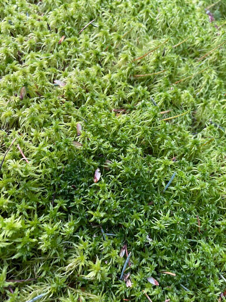 Lush green moss close-up with organic matter and conifer needles, illustrating forest ecosystem.