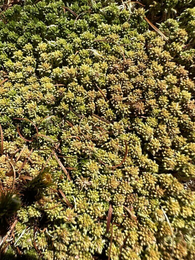Dense green moss with pine needles in a forest, showing textures and shades.
