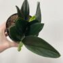 scindapsus treubii dark form 12cm pot