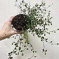 scindapsus treubii dark form 12cm pot