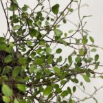 Muehlenbeckia Complex Fern Maidenhair Vine 12cm pot