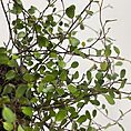 scindapsus treubii dark form 12cm pot