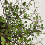 Muehlenbeckia Complex Fern Maidenhair Vine 12cm pot