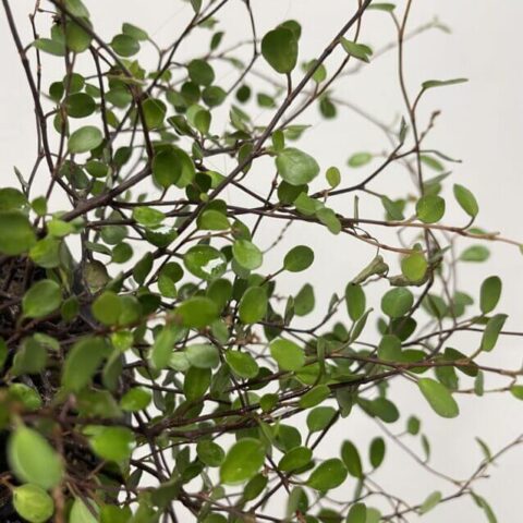 scindapsus treubii dark form 12cm pot