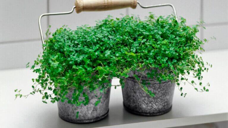 Irish Moss Soleirolia