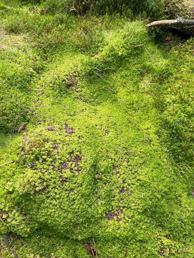 Made with Moss