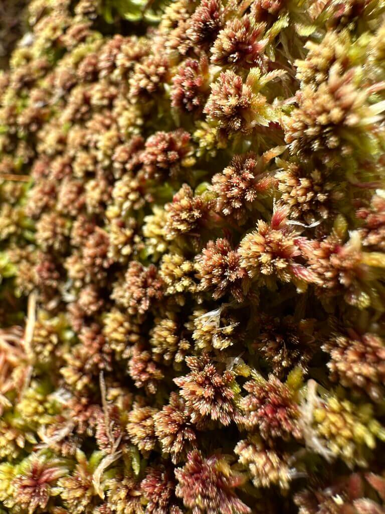 Close-up of vibrant moss, showcasing intricate textures and natural colours in a thriving ecosystem.