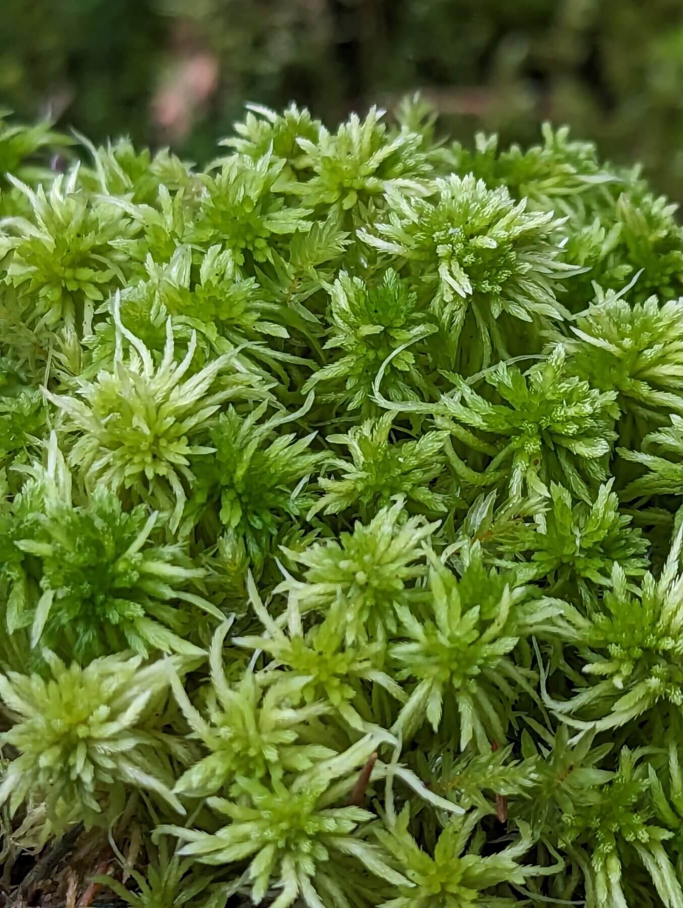 Lush green sphagnum moss with intricate, needle-like textures in a moist forest setting.