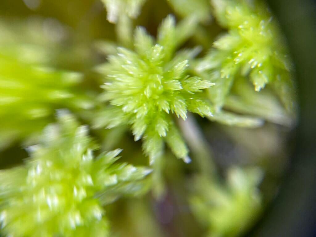 Close-up vibrant green moss with textures, glistening droplets, and intricate patterns.
