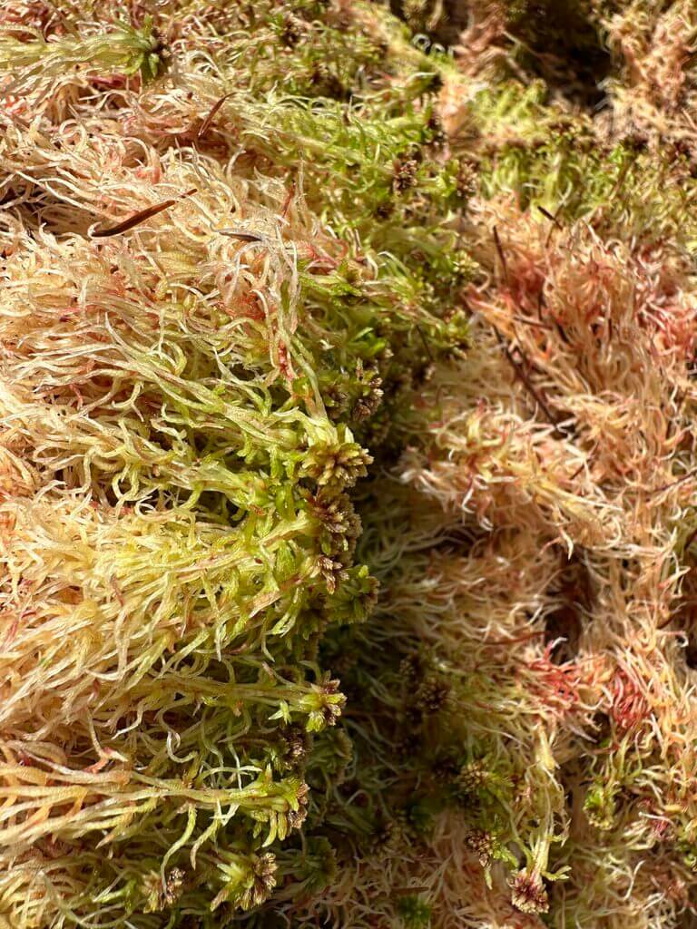 Dense moss patch with delicate texture, soft greens, and natural woodland surroundings.