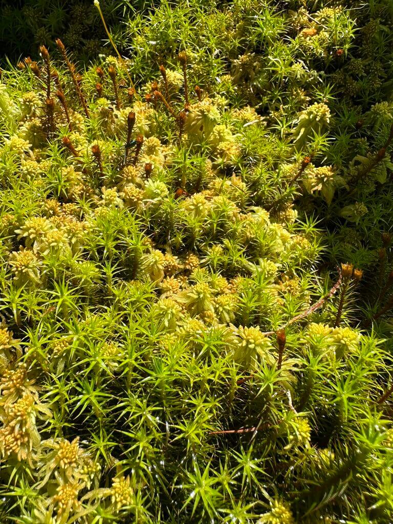 Lush green moss with sporophytes, sunlight, textures, ecosystem, nature, growth, microhabitat.