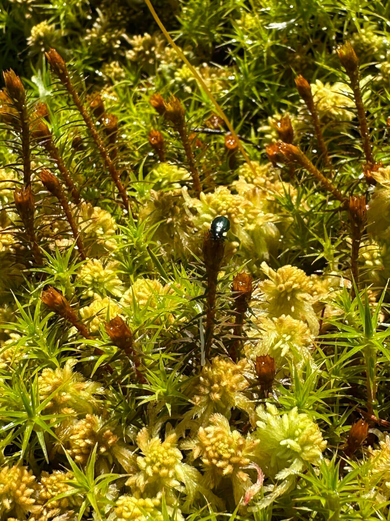 Lush sphagnum and haircup moss with vibrant foliage and flowers on a forest floor, highlighting nature’s intricate beauty.