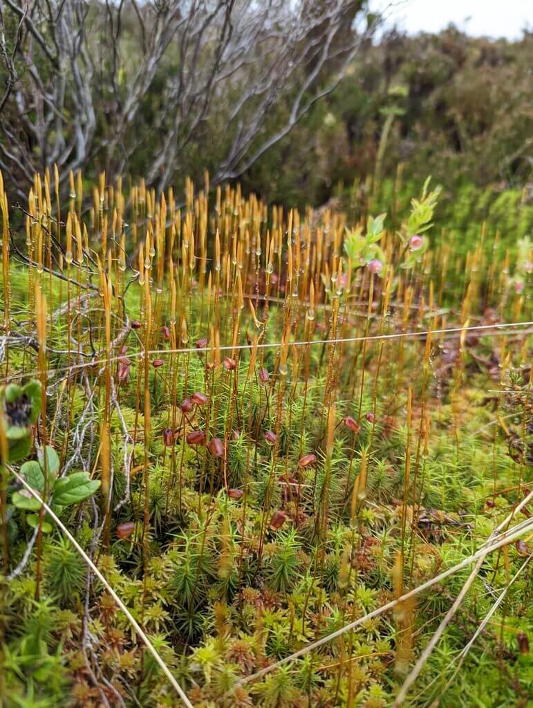 Golden moss spore structures with water droplets in lush forest background.