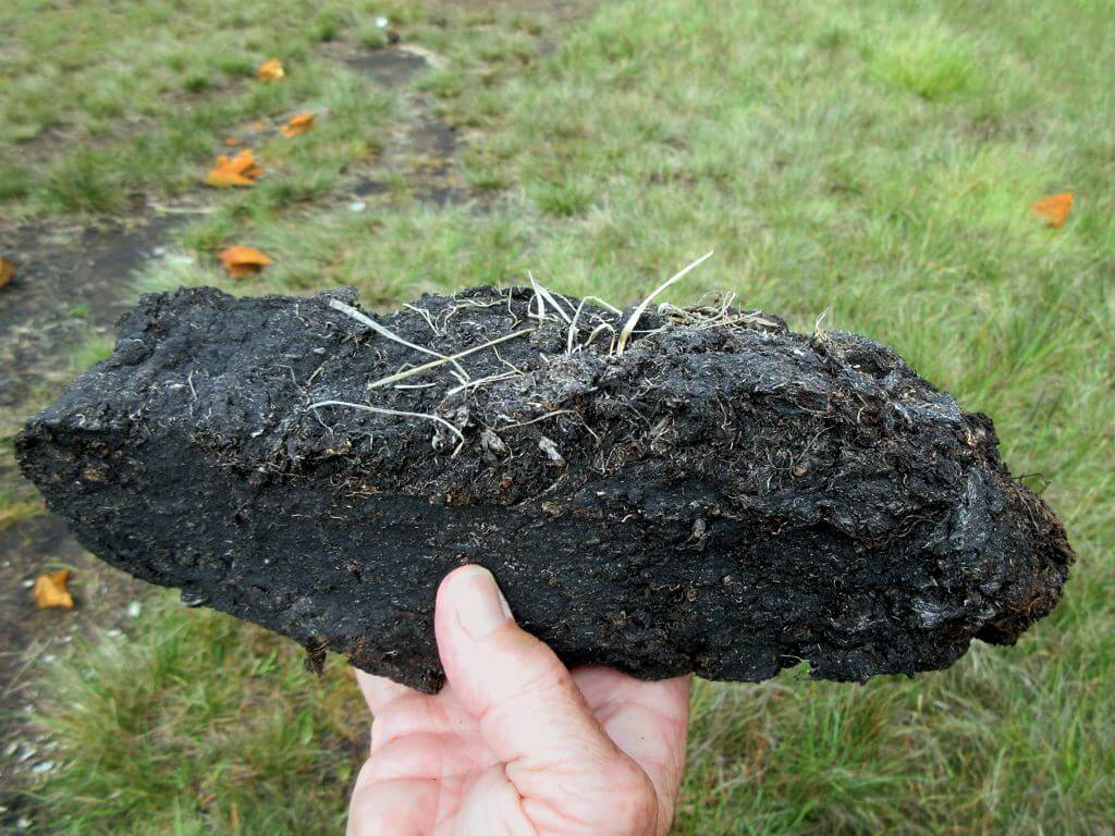 Peat chunk in hand, highlighting its texture, carbon content, and environmental significance.