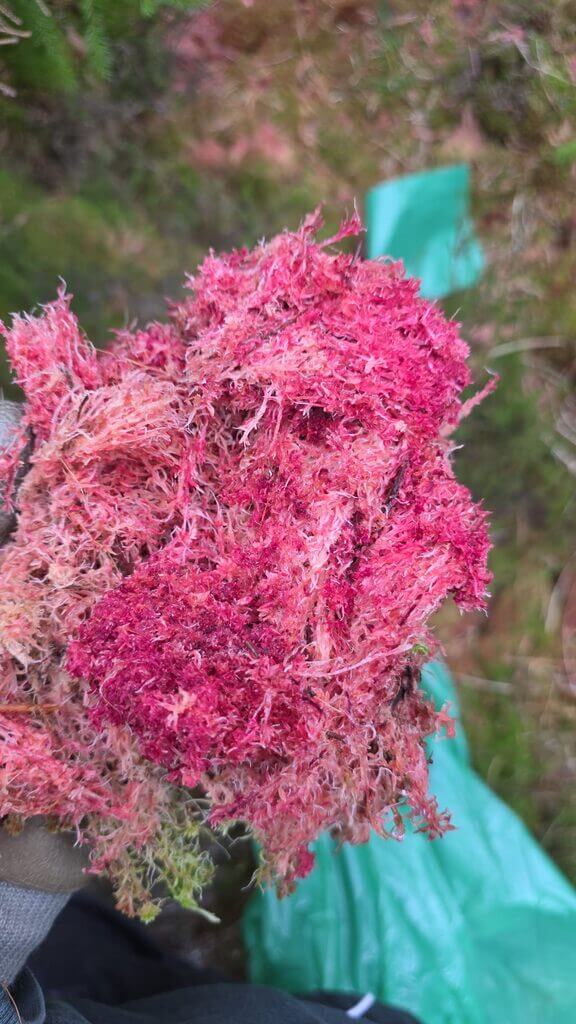 Pink lichen or moss close-up, hand-held, in forest with green foliage and plastic bag visible.