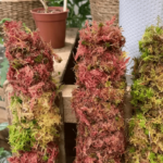 Bulk 70cm REGULAR WIDTH Moss Poles for Stan