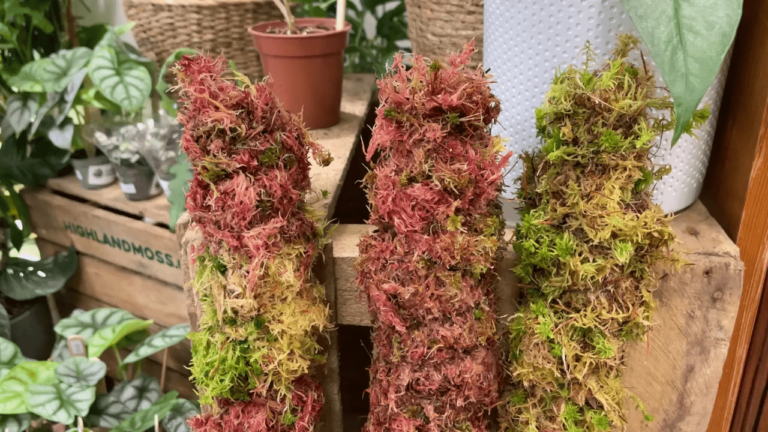 Bulk 70cm REGULAR WIDTH Moss Poles for Stan