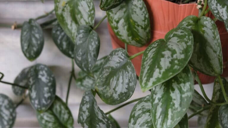 Scindapsus Care Guide
