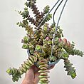 IMG_0804