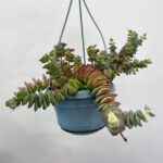 Crassula Perforata 14cm pot