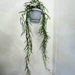 Hoya Linearis 50cm Long 12cm pot