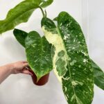 Philodendron Jose Buono Large 15cm pot