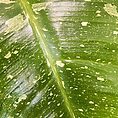 IMG_0842