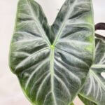 Alocasia Elephant Ear Ivory Coast 19cm pot