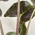 IMG_0846
