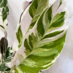 Calathea White Fusion 14cm pot