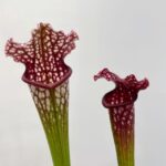 Carnivorous Sarracenia Mitchelliana 8cm pot
