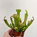 IMG_0860