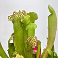IMG_0861
