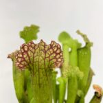 Carnivorous Sarracenia Velvet 8cm pot