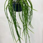 Rhipsalis Paradoxa Minor 14cm pot