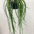 IMG_1441