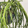 IMG_1442