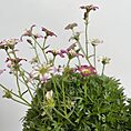 IMG_4574
