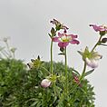 IMG_4575