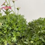 Saxifrage Moschata Pixie 9cm pot