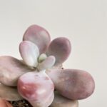 Pachyphytum Oviferum Moonstone Pink Succulent 5cm pot