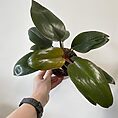 IMG_4736