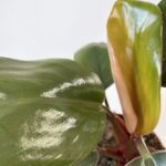 Philodendron Rojo Congo 12cm pot